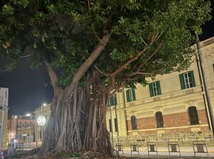 Crolla ramo albero Messina