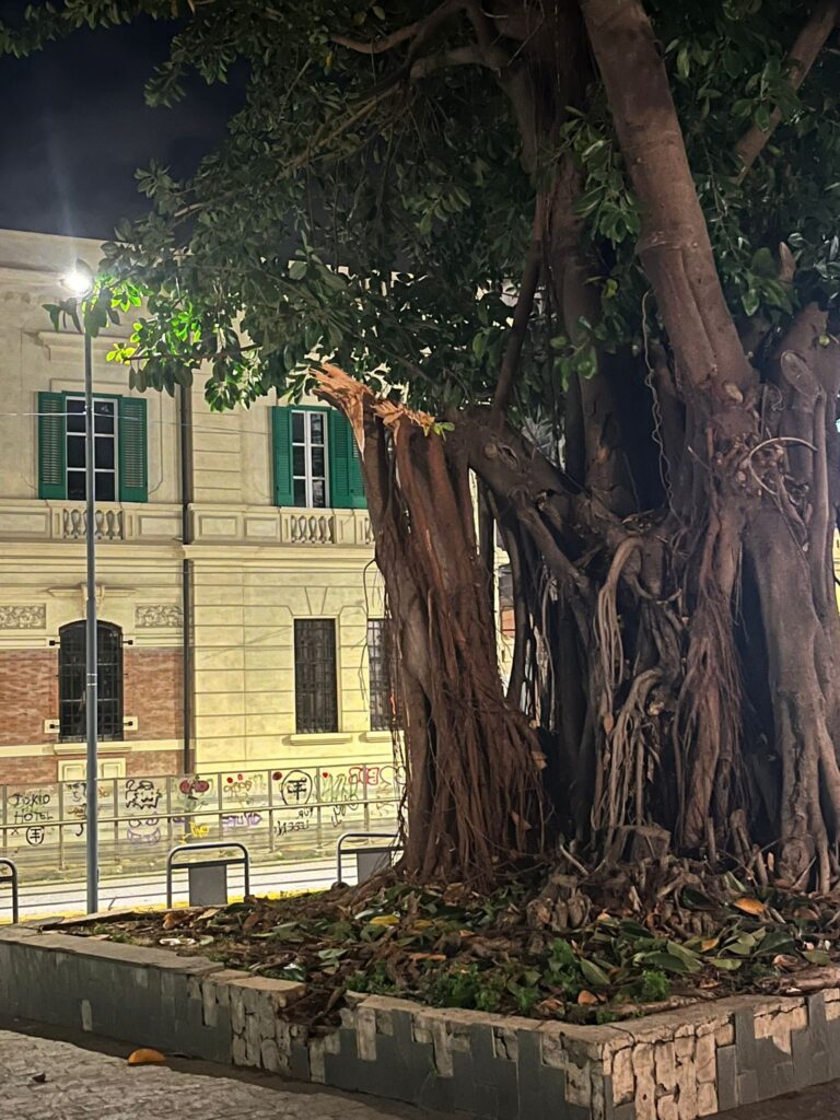 Crolla ramo albero Messina