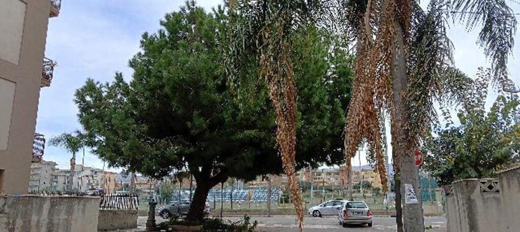 Pino pericoloso e foglie secche palme Via Ecce Homo