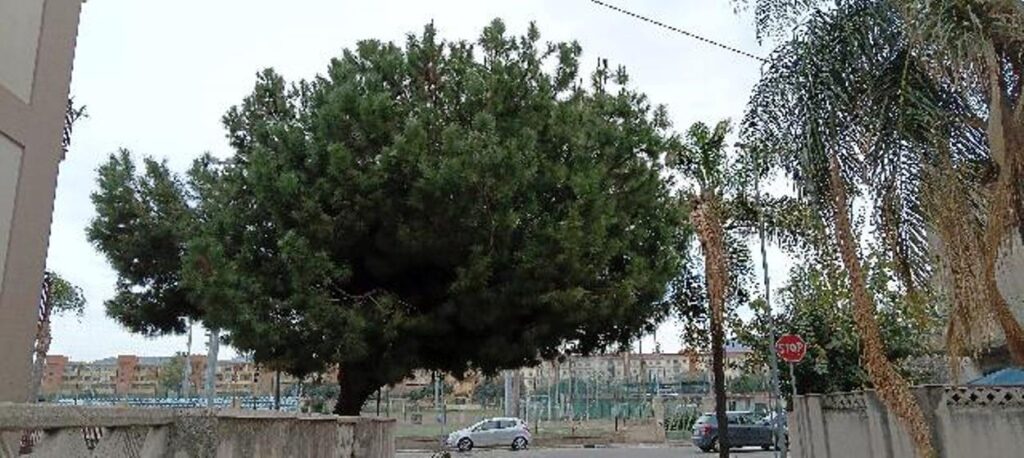 Pino pericoloso e foglie secche palme Via Ecce Homo