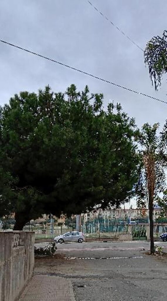 Pino pericoloso e foglie secche palme Via Ecce Homo