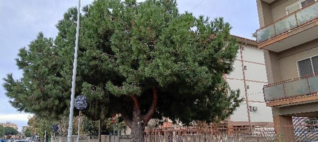 Pino pericoloso e foglie secche palme Via Ecce Homo