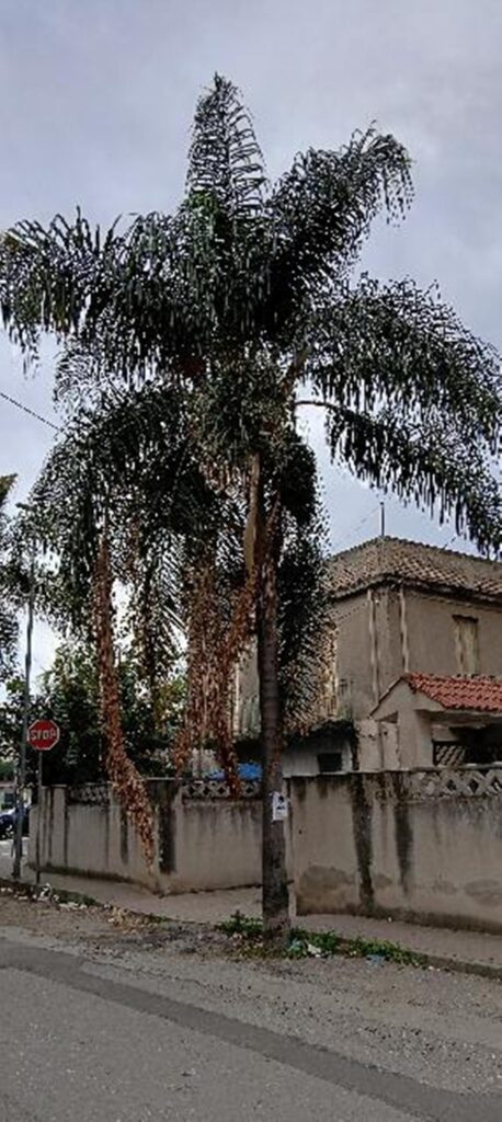 Pino pericoloso e foglie secche palme Via Ecce Homo