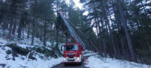 albero crollato in sila