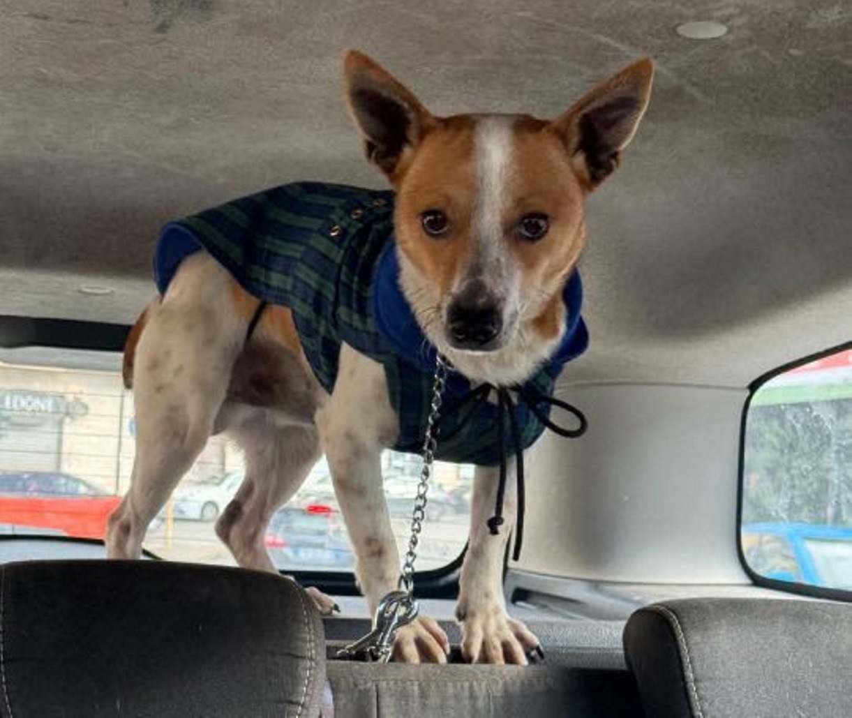 cane salvato dai volontari