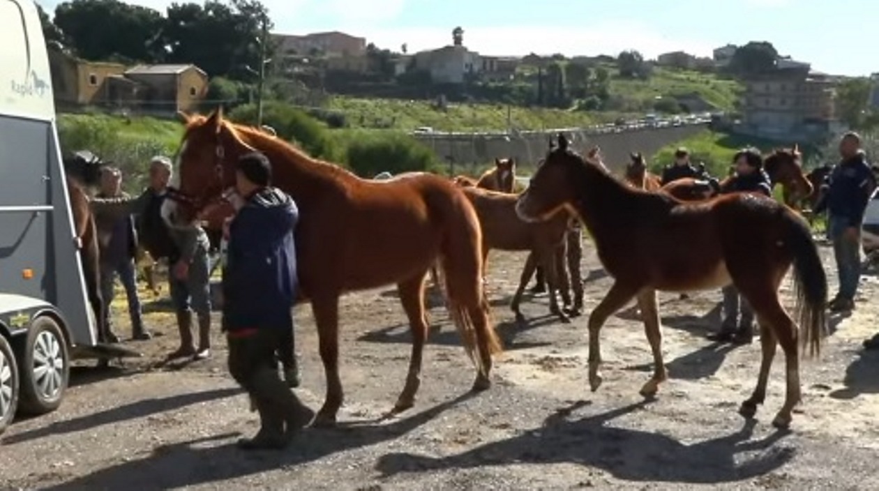 cavalli niscemi