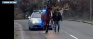 corsa clandestina cavalli (1)