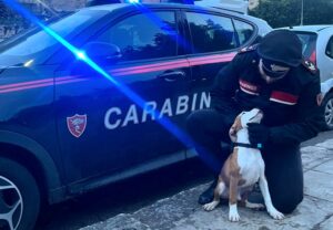 cucciolo di Amstaff carabinieri