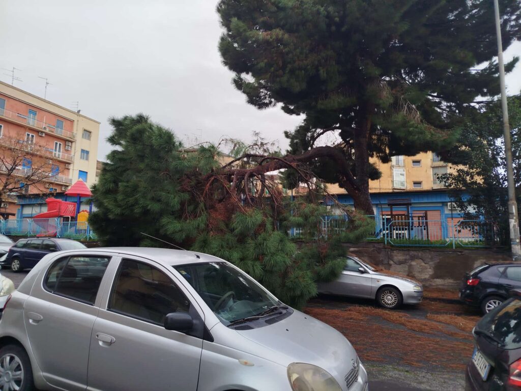 albero caduto catania