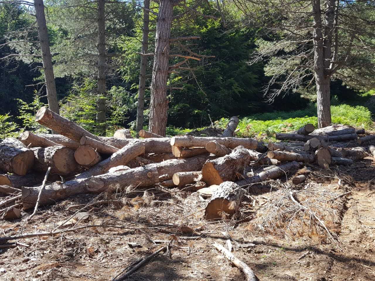 parco aspromonte (1)