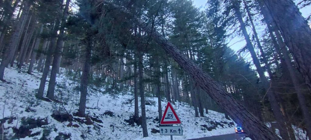 Alberi abbattuti maltempo Sila