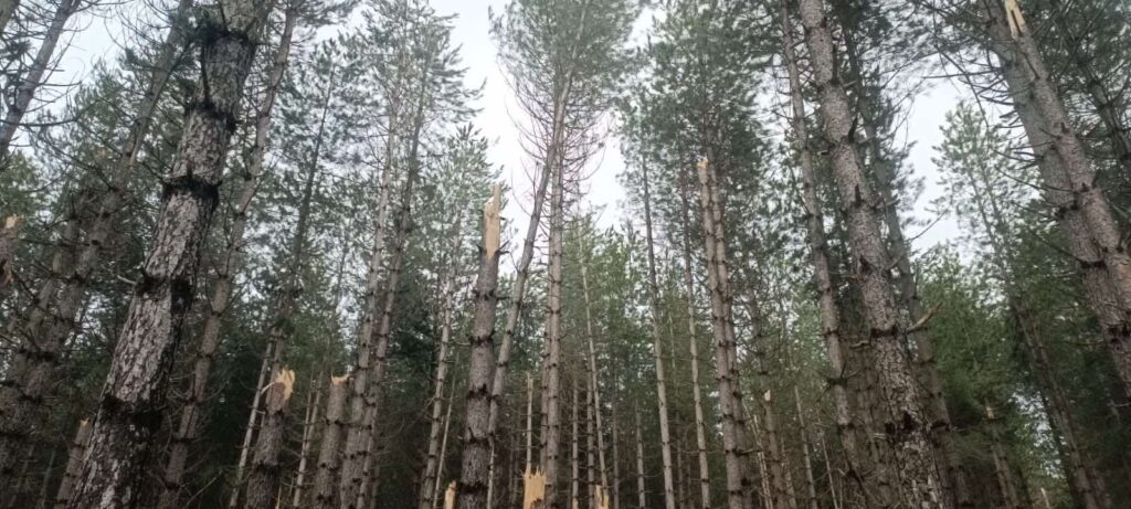 Alberi abbattuti maltempo Sila