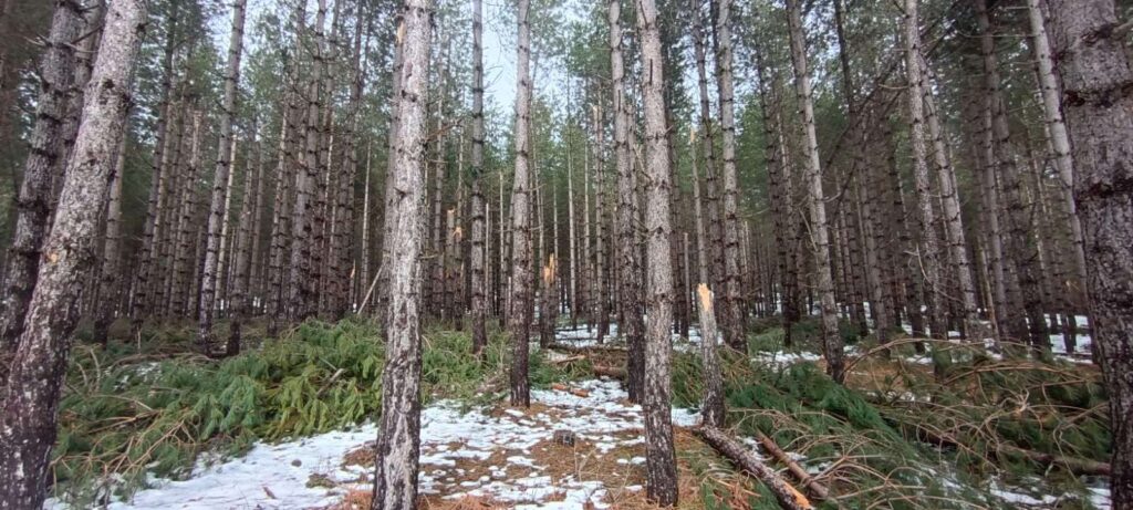 Alberi abbattuti maltempo Sila