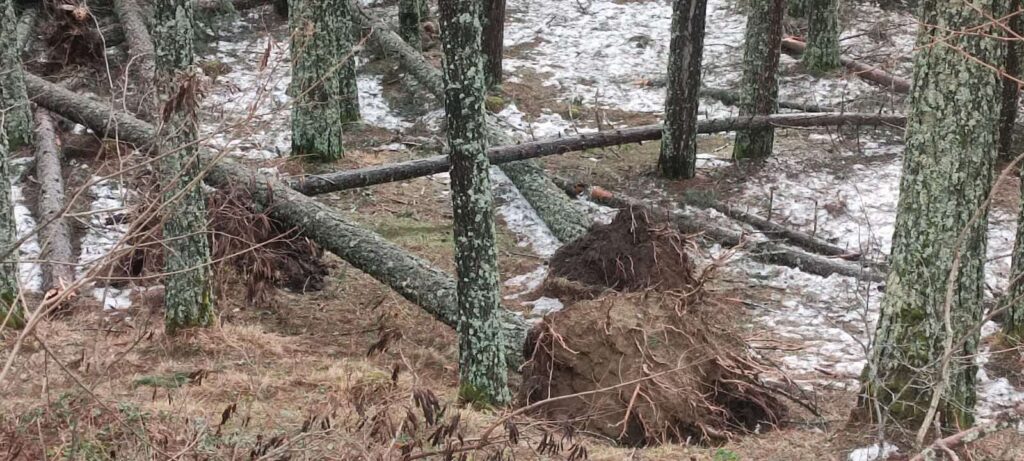 Alberi abbattuti maltempo Sila