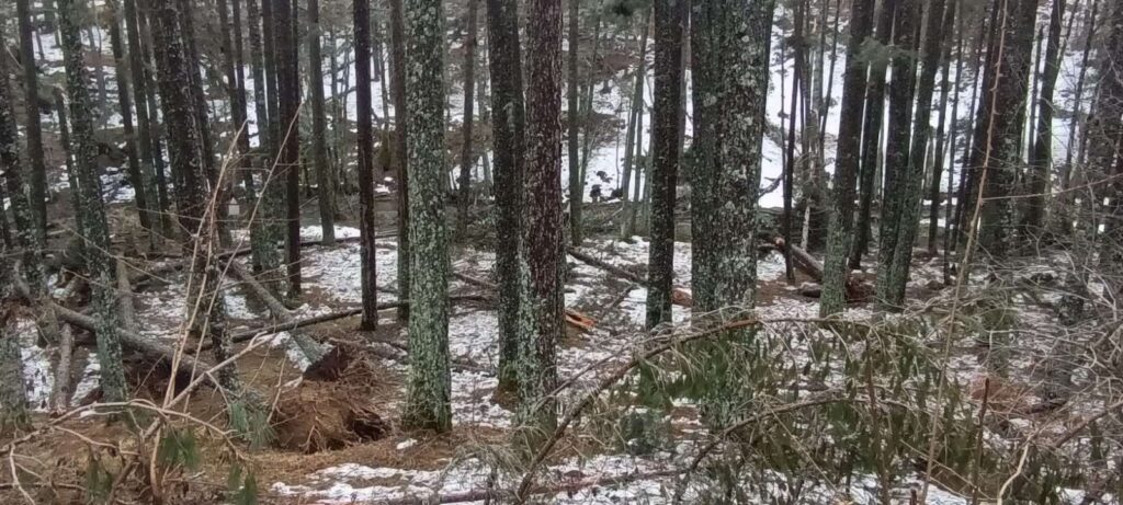 Alberi abbattuti maltempo Sila