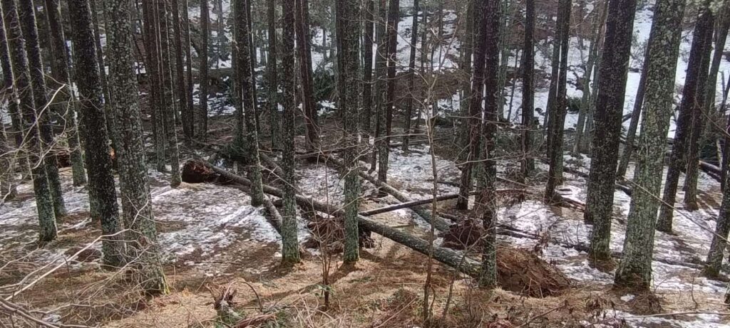 Alberi abbattuti maltempo Sila