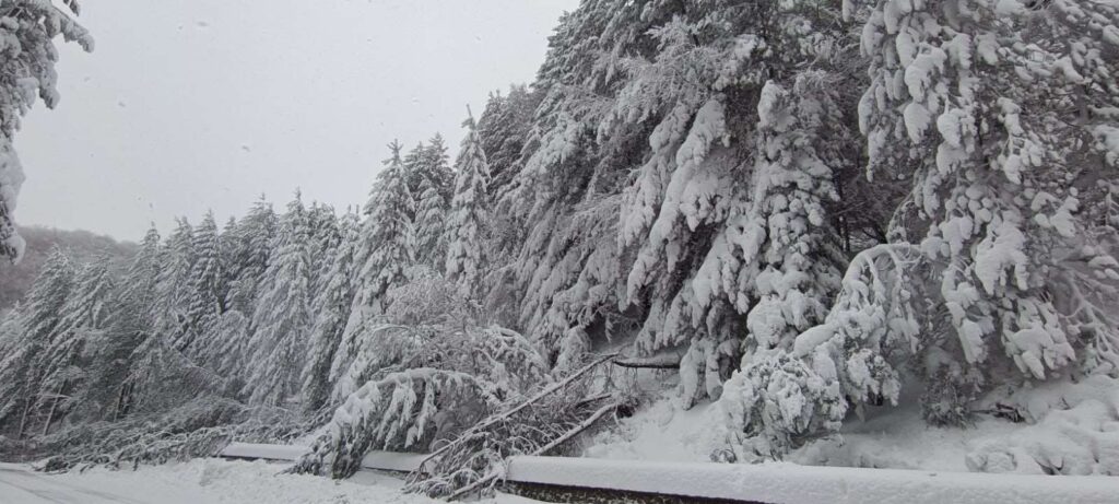 Alberi abbattuti maltempo Sila