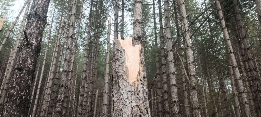 Alberi abbattuti maltempo Sila