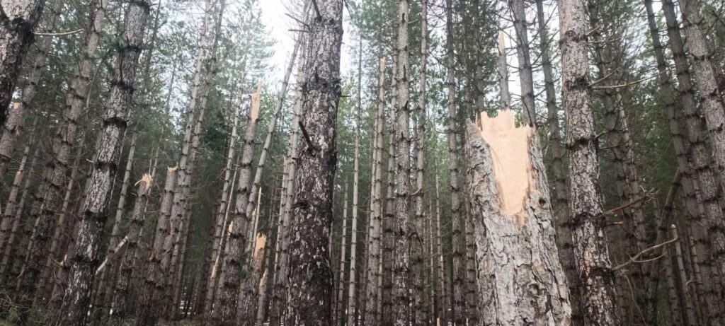 Alberi abbattuti maltempo Sila