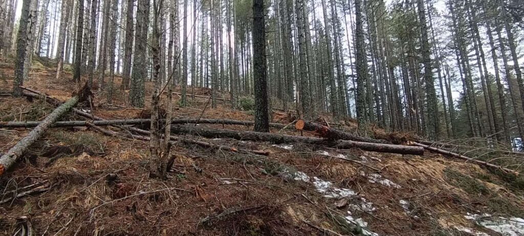 Alberi abbattuti maltempo Sila