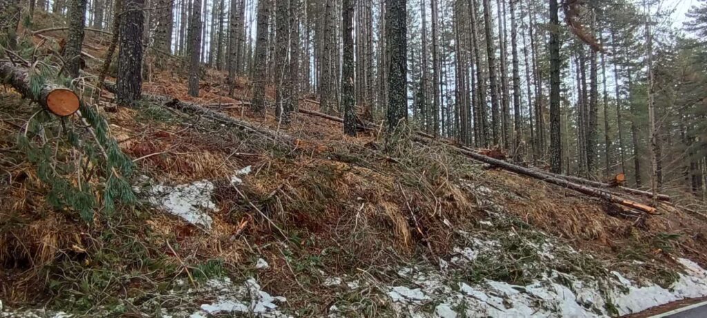 Alberi abbattuti maltempo Sila