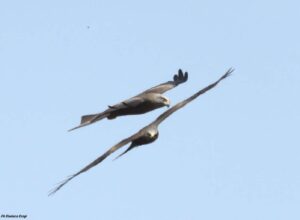 Capovaccaio in migrazione