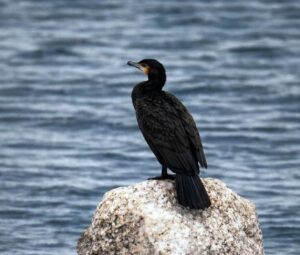 cormorano