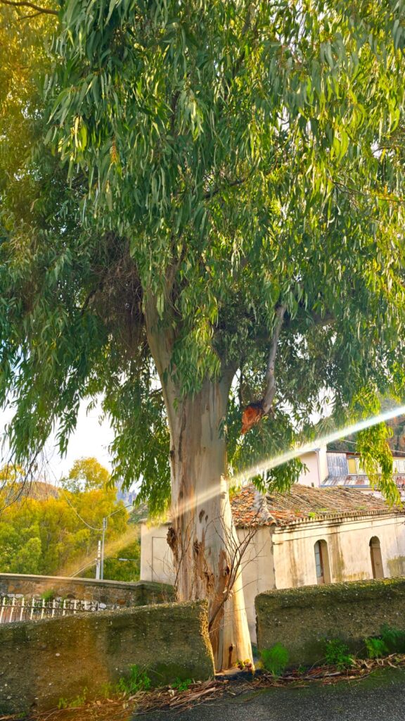 Denuncia don Zampaglione eternit a Masella e tronco caduto a Montebello
