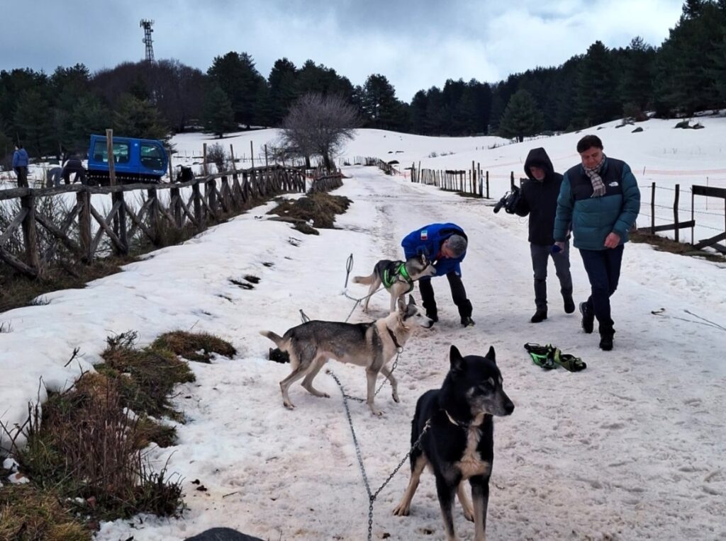 Dog on the Snow
