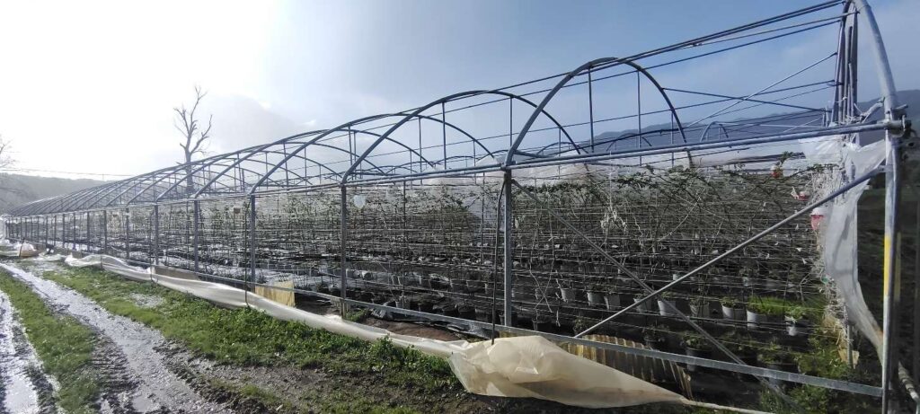 Maltempo Coldiretti Calabria Strutture serricole RC