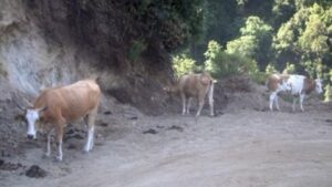 Mucche pascolo abusivo