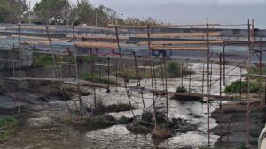 Ponte calopinace