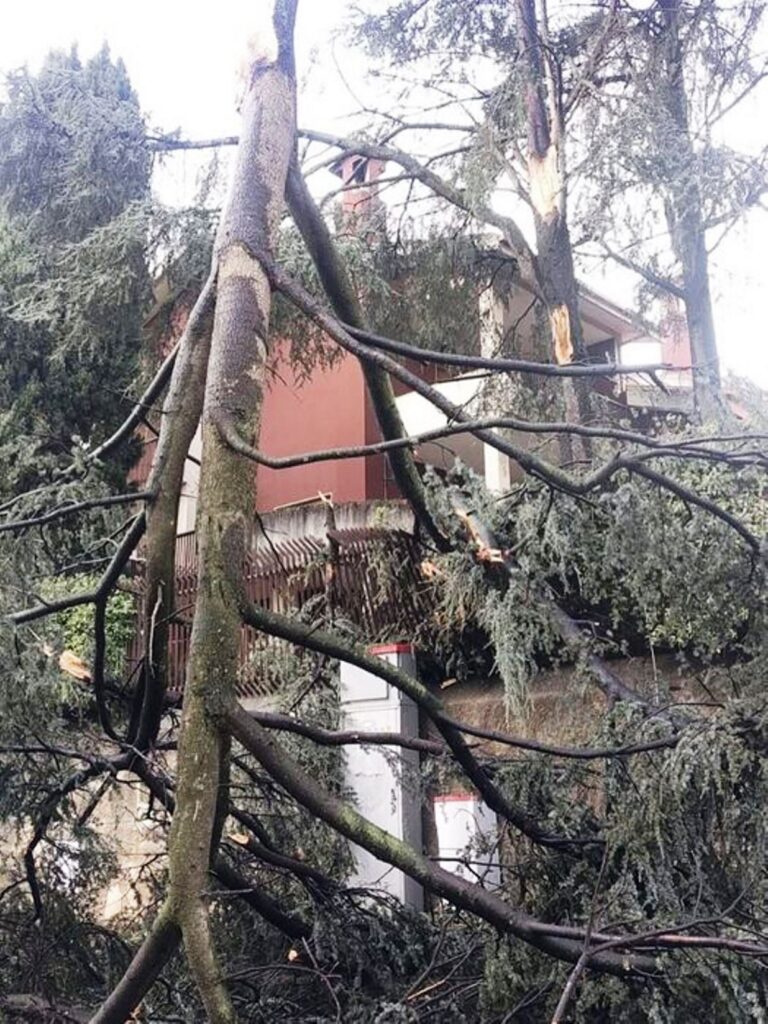 alberi caduti lamezia terme