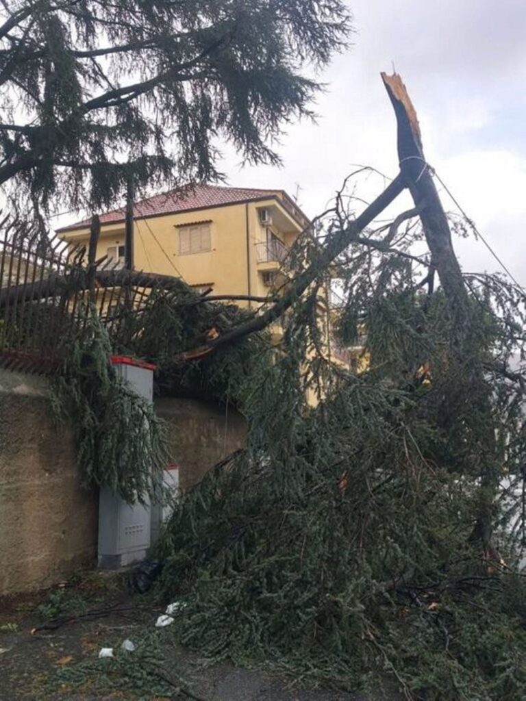 alberi caduti lamezia terme