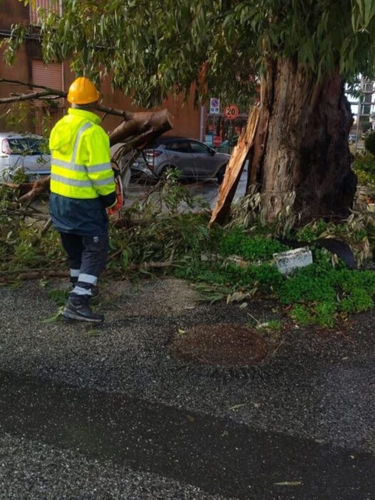 alberi caduti lamezia terme