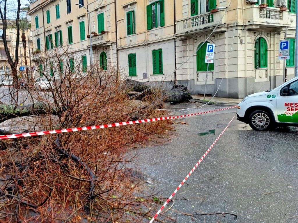 alberi divelti messina