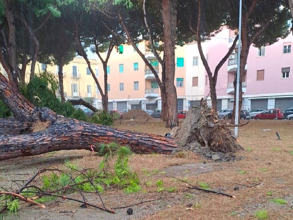 alberi divelti messina