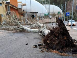 alberi divelti messina