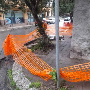 alberi pellaro