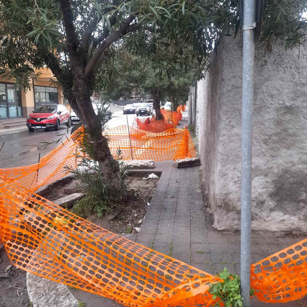 alberi pellaro