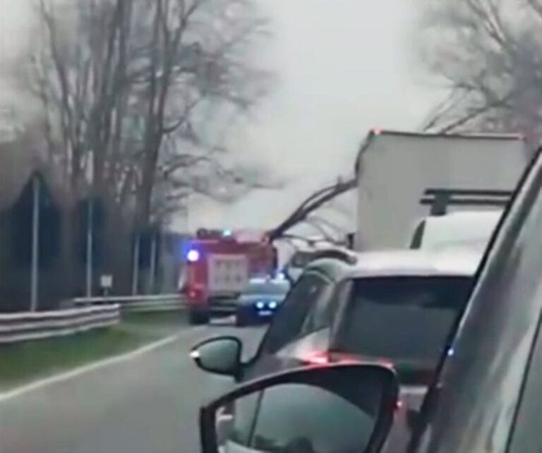 albero cade nella piana