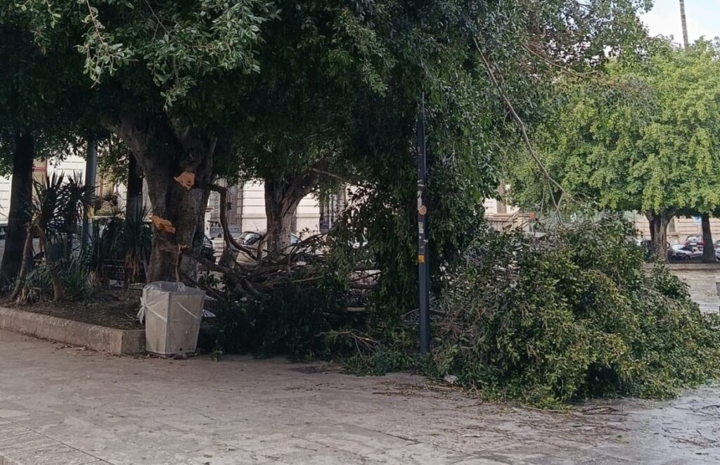 albero caduto piazza italia