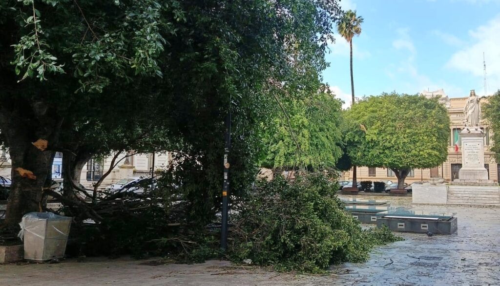 albero caduto piazza italia