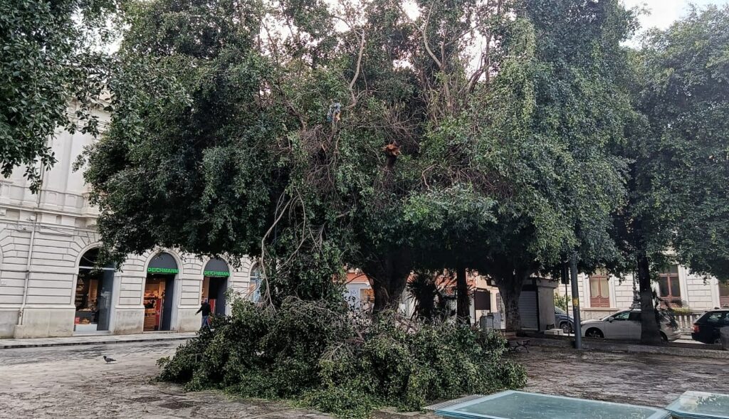 albero caduto piazza italia