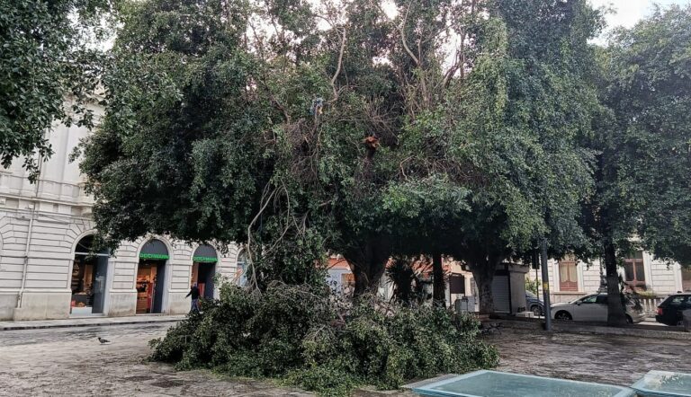albero caduto piazza italia