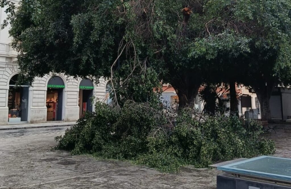 albero caduto piazza italia