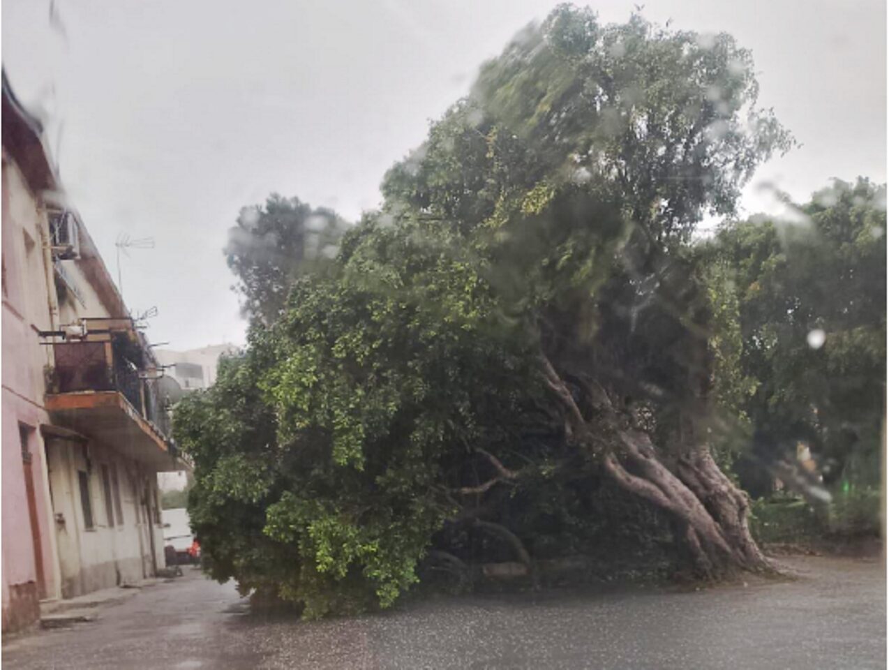 albero caduto