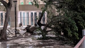 albero crollato al cedir