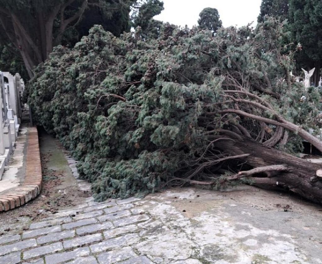 albero grancamposanto