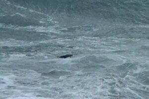 cadavere mare